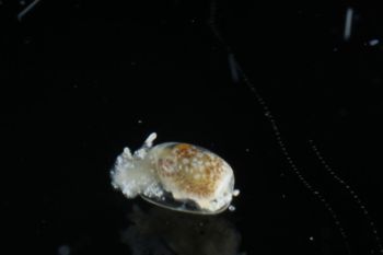 Media type: image;   Malacology 393732 Description: live specimen;